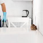 Why Rodents Keep Returning to Your Kitchen