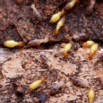 Common Signs of Termite Infestation at Home